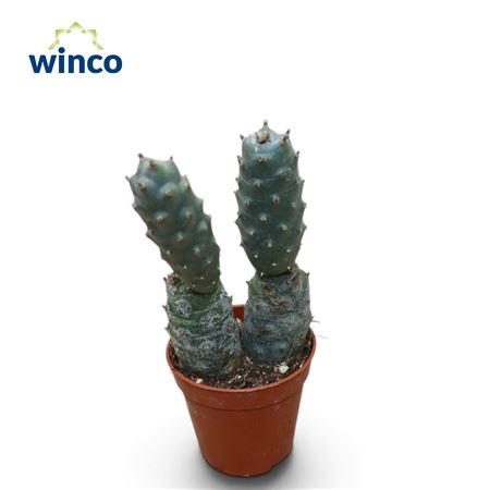 Tephrocactus Strobiliformis