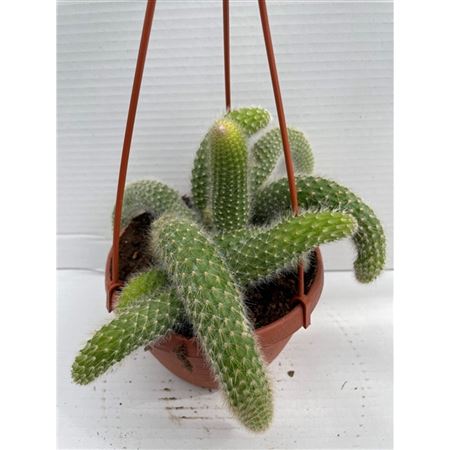 Cleistocactus Winteri Katestaart