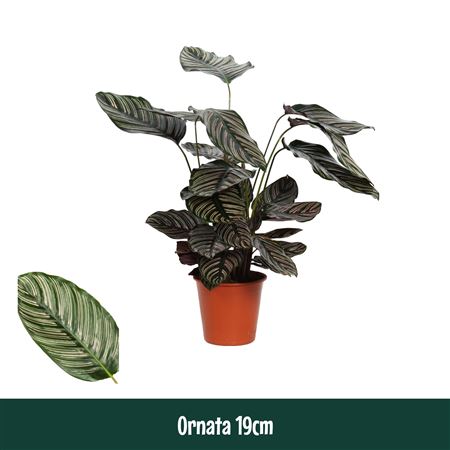 Calathea Ornata