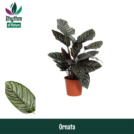 Calathea Ornata