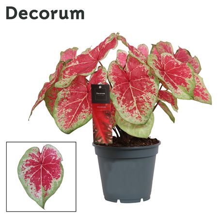 Caladium Red (decorum)