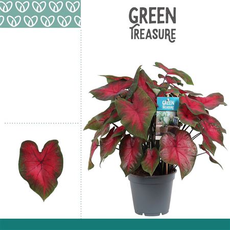 Caladium Red