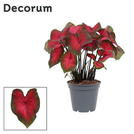 Caladium Red (decorum)