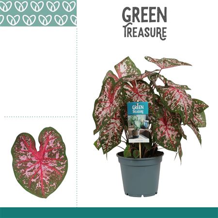 Caladium Pink