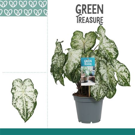Caladium White