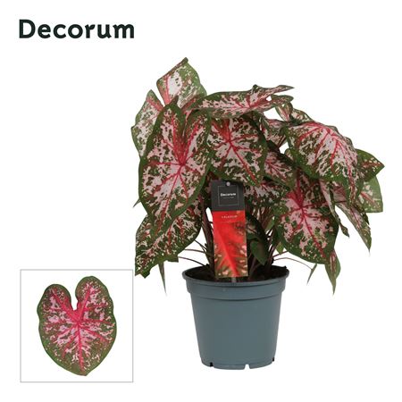 Caladium Pink (decorum)