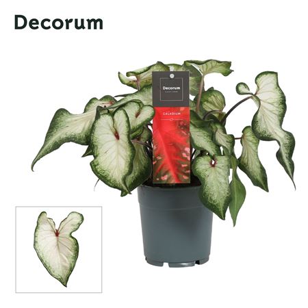 Caladium White (decorum)