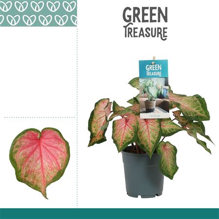 Caladium Pink