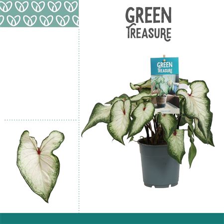 Caladium White