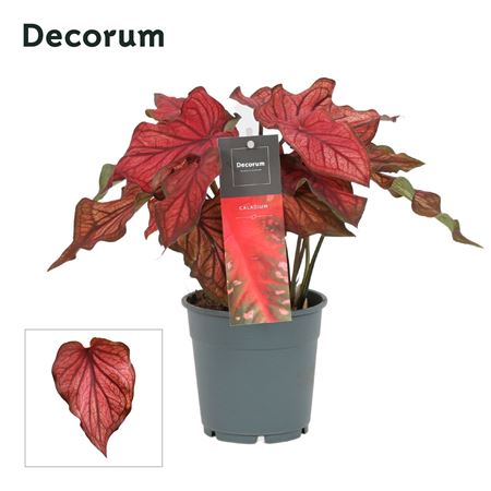 Caladium Red (decorum)