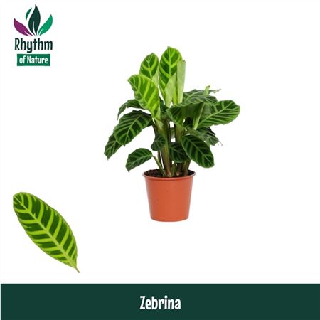Calathea  Zebrina