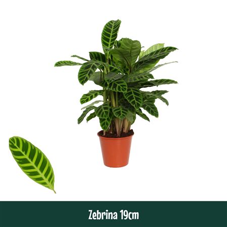 Calathea  Zebrina
