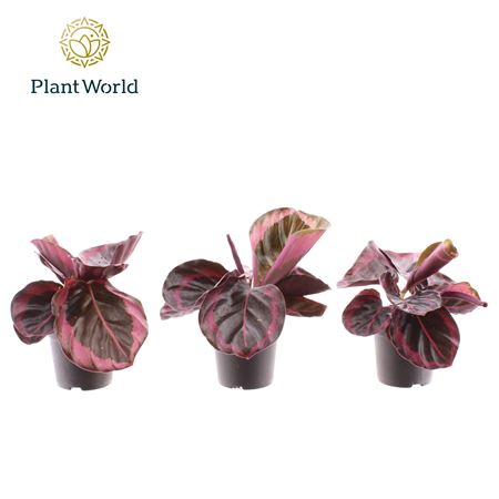 Calathea Princess Jesse Decorum