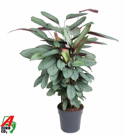 Calathea Silverstar