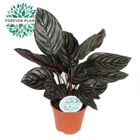 Calathea Ornata