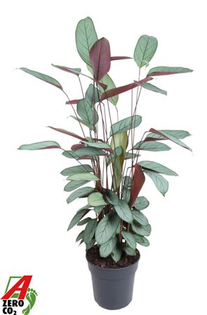 Calathea Silverstar