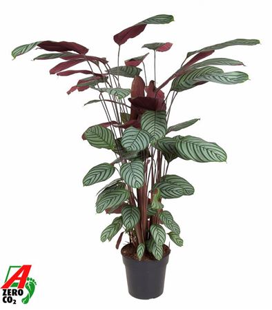 Calathea Oppenheimiana