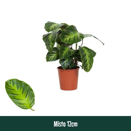 Calathea  Misto