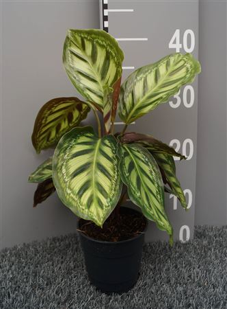 Calathea Moonlight
