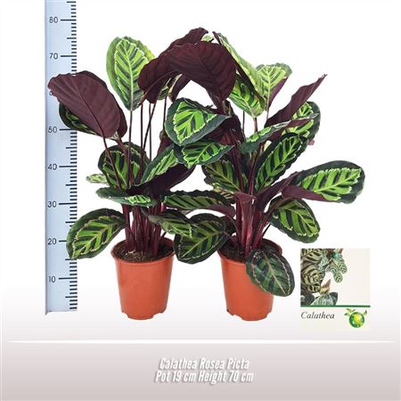 Calathea Silver Plate