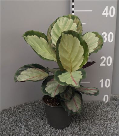 Calathea Corona