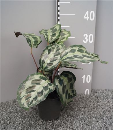 Calathea Helen Kennedy