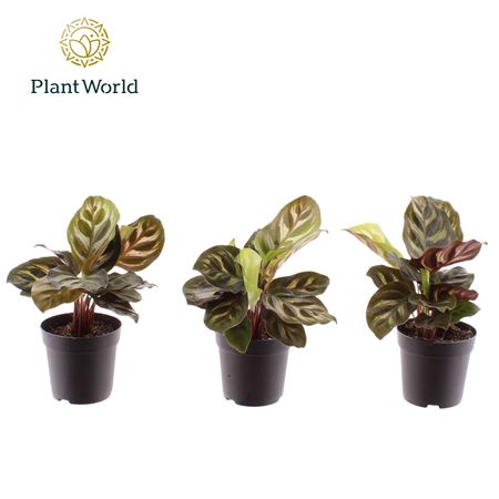 Calathea Makoyana (decorum)