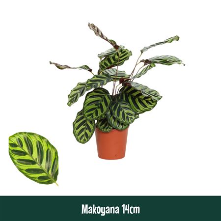 Calathea Makoyana