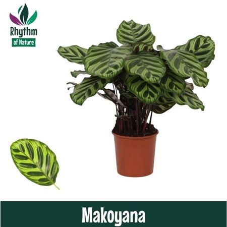 Calathea Makoyana