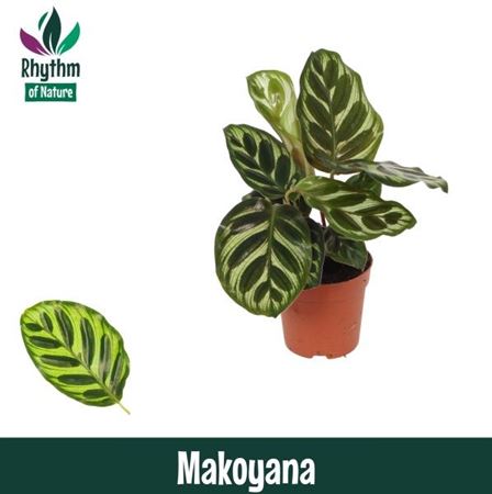 Calathea Makoyana