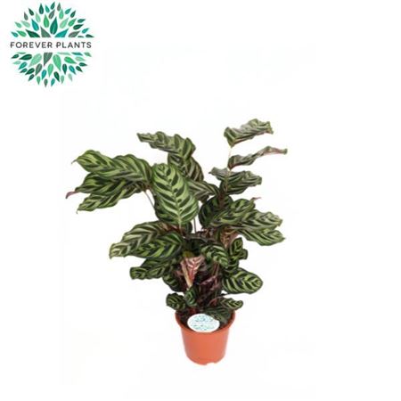 Calathea Makoyana