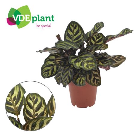 Calathea Makoyana