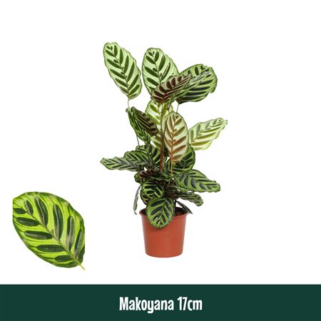 Calathea Makoyana