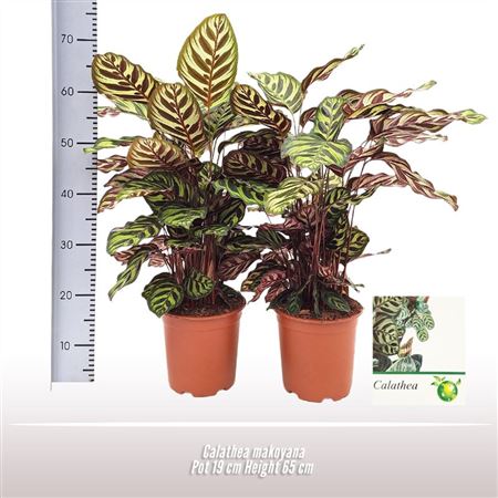 Calathea Makoyana