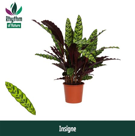 Calathea Insigne Rhythm Of Nature