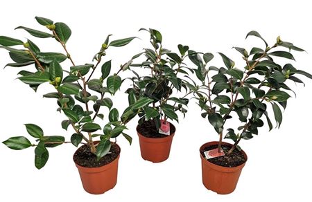 Camellia Japonica Mix Bush
