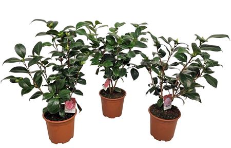 Camellia Japonica Mix Bush