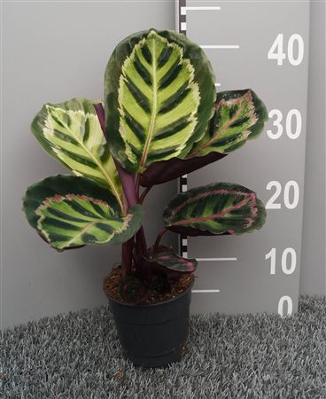 Calathea Roseopicta Illustris