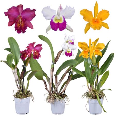 Cattleya Mix 1+