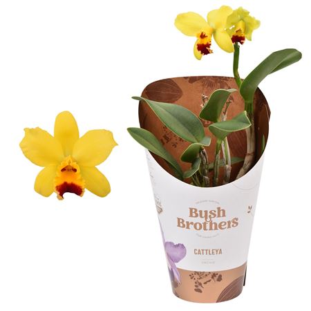 Cattleya 1st Yellow 2+