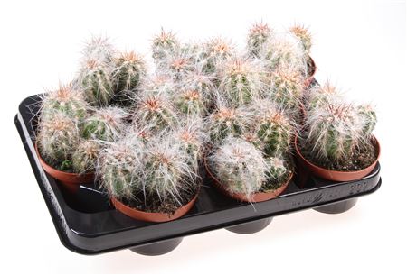 Oreocereus Fosulatus