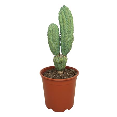 Myrtillocactus Geometrizans