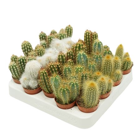 Cereus Mix Presentation Box