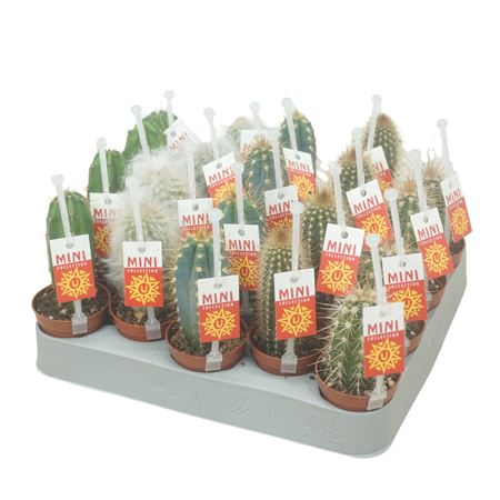 Cereus Mix Picker+etiket