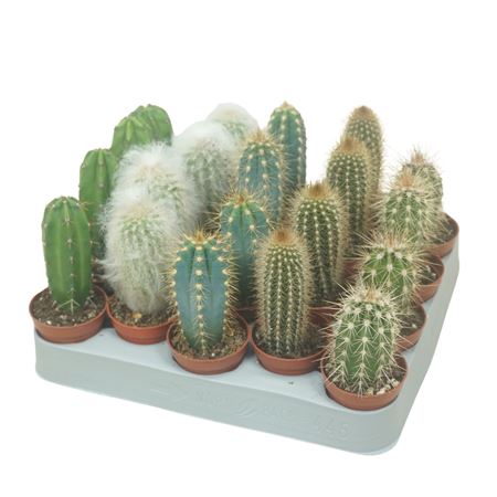 Cereus Mix