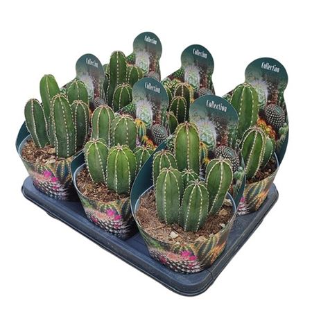 Marginatocereus Marginatus Potcover