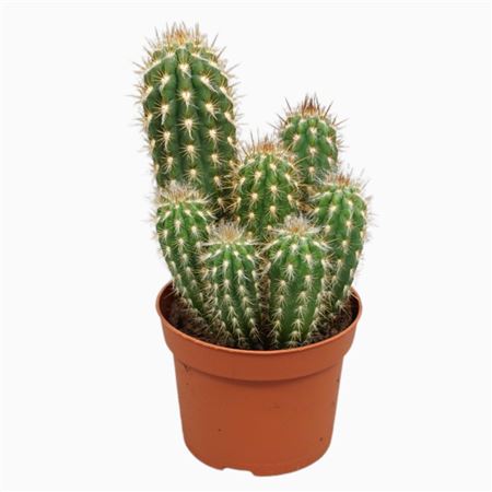 Pilosocereus Gounelli