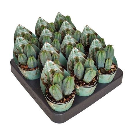 Myrtillocactus Geometrizans Potcover