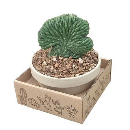 Trichocereus Pachanoi Crestato