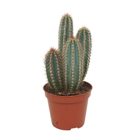 Pilosocereus Odilensis